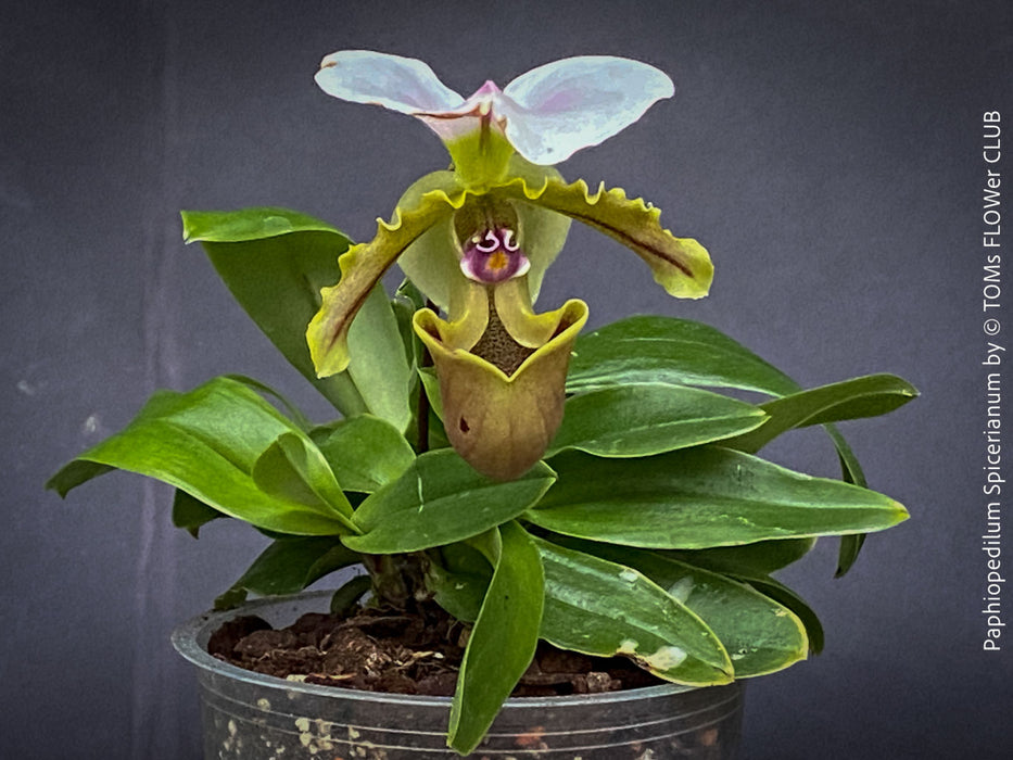 Paphiopedilum Spicerianum; Lady’s Slipper Orchid, organically grown tropical plants for sale at TOMs FLOWer CLUB