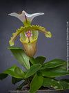 Paphiopedilum Spicerianum; Lady’s Slipper Orchid, organically grown tropical plants for sale at TOMs FLOWer CLUB