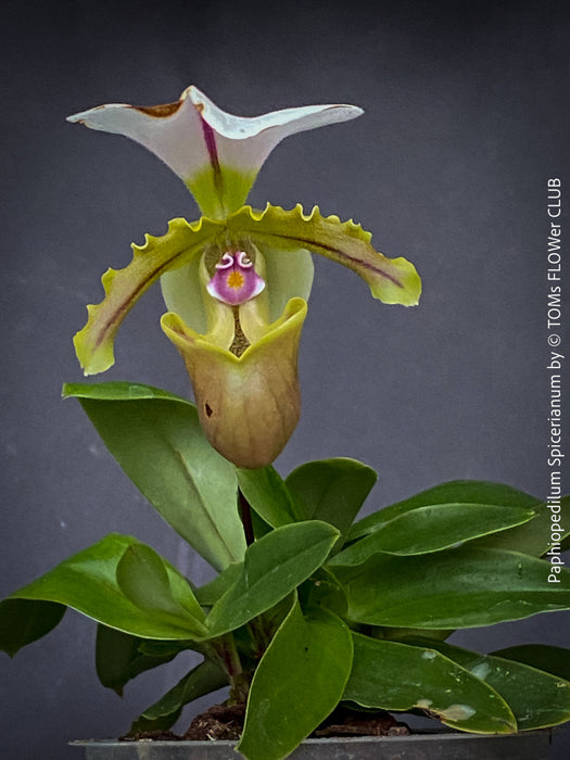 Paphiopedilum Spicerianum; Lady’s Slipper Orchid, organically grown tropical plants for sale at TOMs FLOWer CLUB