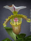 Paphiopedilum Berenice; Lady’s Slipper Orchid, organically grown tropical plants for sale at TOMs FLOWer CLUB