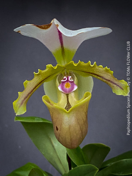 Paphiopedilum Berenice; Lady’s Slipper Orchid, organically grown tropical plants for sale at TOMs FLOWer CLUB