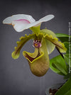 Paphiopedilum Spicerianum; Lady’s Slipper Orchid, organically grown tropical plants for sale at TOMs FLOWer CLUB