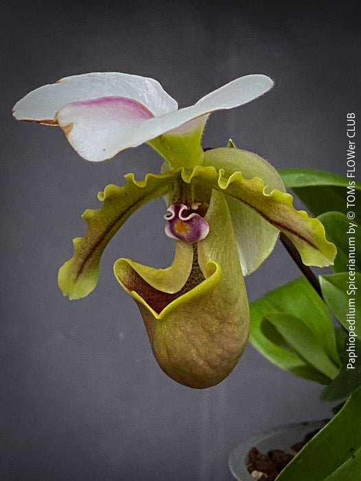 Paphiopedilum Spicerianum; Lady’s Slipper Orchid, organically grown tropical plants for sale at TOMs FLOWer CLUB