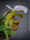 Paphiopedilum Spicerianum; Lady’s Slipper Orchid, organically grown tropical plants for sale at TOMs FLOWer CLUB