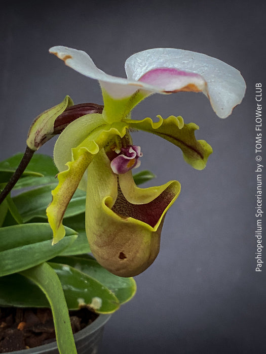 Paphiopedilum Spicerianum; Lady’s Slipper Orchid, organically grown tropical plants for sale at TOMs FLOWer CLUB