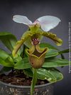 Paphiopedilum Spicerianum; Lady’s Slipper Orchid, organically grown tropical plants for sale at TOMs FLOWer CLUB