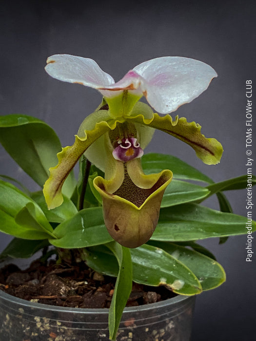 Paphiopedilum Spicerianum; Lady’s Slipper Orchid, organically grown tropical plants for sale at TOMs FLOWer CLUB