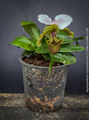 Paphiopedilum Spicerianum; Lady’s Slipper Orchid, organically grown tropical plants for sale at TOMs FLOWer CLUB