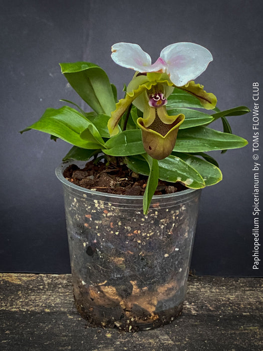 Paphiopedilum Spicerianum; Lady’s Slipper Orchid, organically grown tropical plants for sale at TOMs FLOWer CLUB