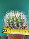Collector cactus Parodia penicillata blooming plant TOMs FLOWer CLUB