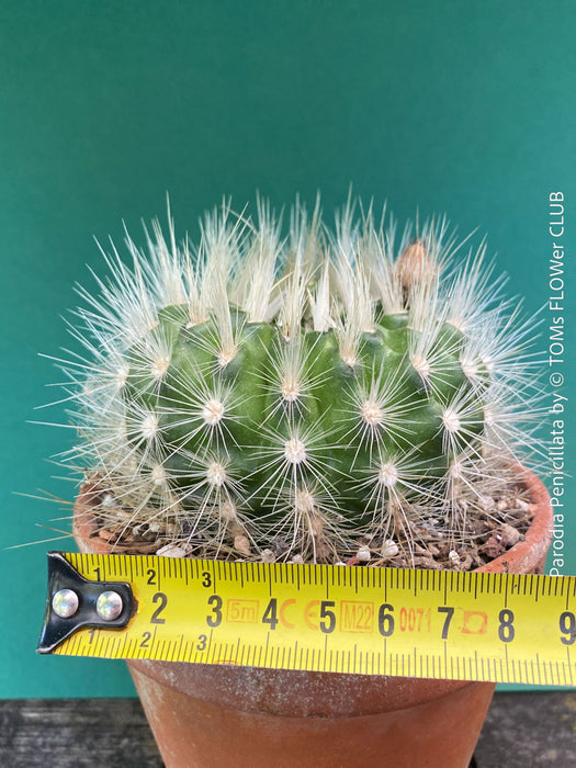 Collector cactus Parodia penicillata blooming plant TOMs FLOWer CLUB