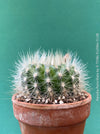 Parodia penicillata cactus blooming plant TOMs FLOWer CLUB