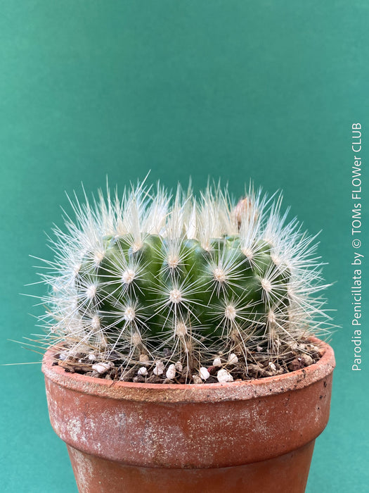 Parodia penicillata cactus blooming plant TOMs FLOWer CLUB