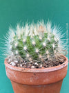 Close up white silver spines Parodia penicillata cactus TOMs FLOWer CLUB