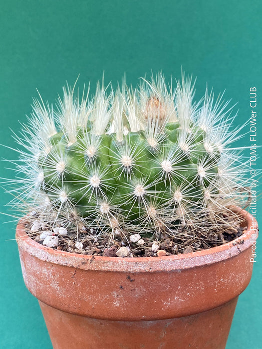 Close up white silver spines Parodia penicillata cactus TOMs FLOWer CLUB