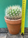 Red flowering Parodia penicillata cactus in clay pot for sale at TOMs FLOWer CLUB