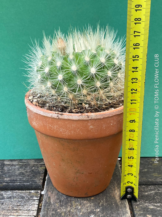 Red flowering Parodia penicillata cactus in clay pot for sale at TOMs FLOWer CLUB