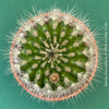 Parodia penicillata cactus for sale at TOMs FLOWer CLUB