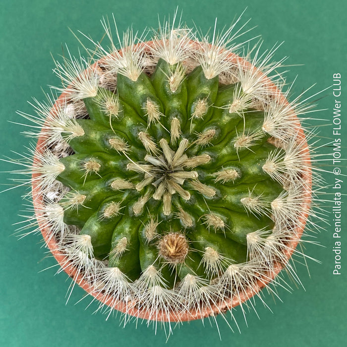 Parodia penicillata cactus for sale at TOMs FLOWer CLUB