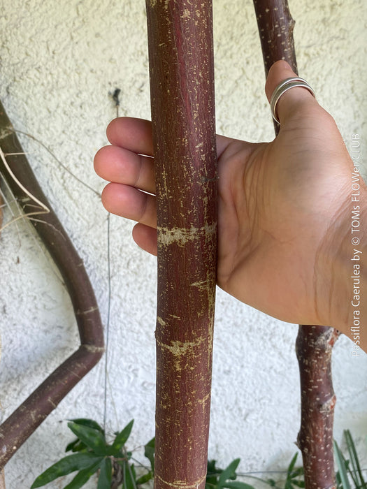 Organically grown Passiflora caerulea with trellis support in sunny garden