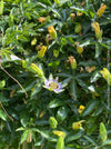 Organically grown Passiflora caerulea with trellis support in sunny garden