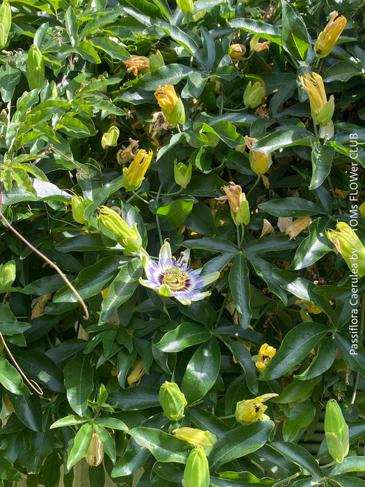 Organically grown Passiflora caerulea with trellis support in sunny garden