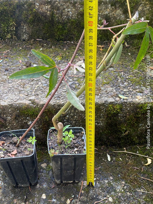 Organically grown cuttings of Passiflora caerulea with trellis support in sunny garden for sale at TOMs FLOWer CLUB.