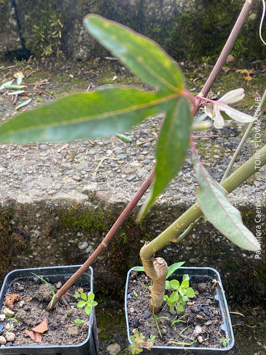 Organically grown cuttings of Passiflora caerulea with trellis support in sunny garden for sale at TOMs FLOWer CLUB.