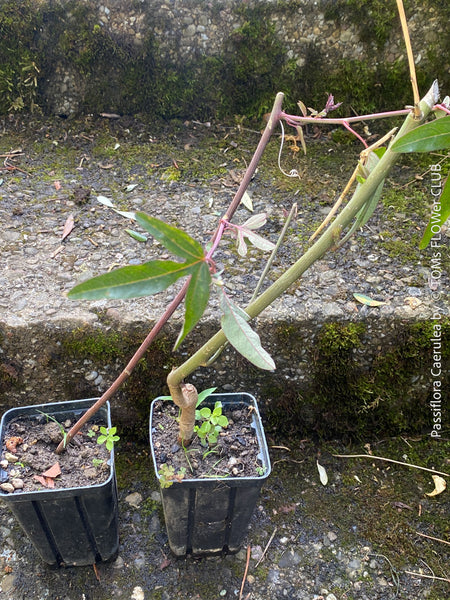 Organically grown cuttings of Passiflora caerulea with trellis support in sunny garden for sale at TOMs FLOWer CLUB.