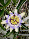 Passiflora caerulea climbing plant with exotic blue and white flower in full bloom for sale at TOMs FLOWer CLUB.