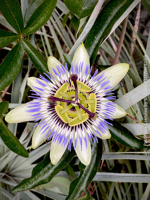 Passiflora caerulea climbing plant with exotic blue and white flower in full bloom for sale at TOMs FLOWer CLUB.