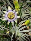 Passiflora caerulea climbing plant with exotic blue and white flower in full bloom for sale at TOMs FLOWer CLUB.