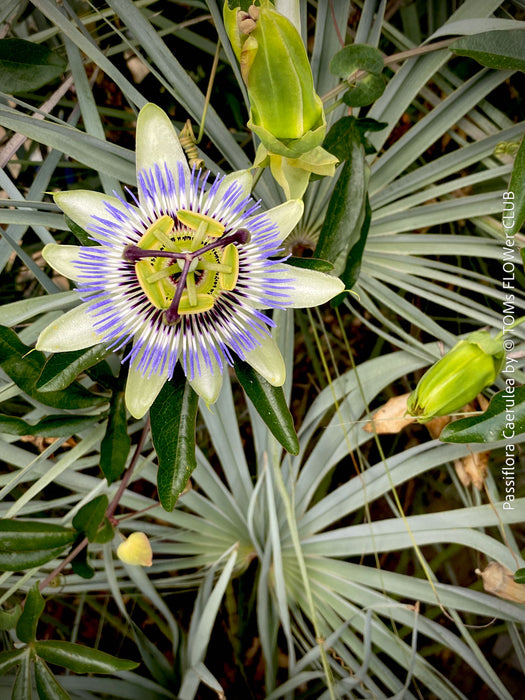 Passiflora caerulea climbing plant with exotic blue and white flower in full bloom for sale at TOMs FLOWer CLUB.