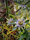 Passiflora caerulea climbing plant with exotic blue and white flower in full bloom for sale at TOMs FLOWer CLUB.