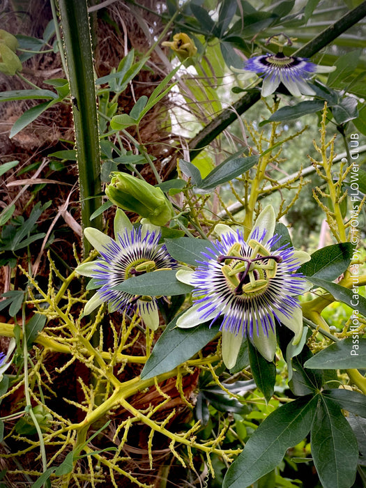 Passiflora caerulea climbing plant with exotic blue and white flower in full bloom for sale at TOMs FLOWer CLUB.