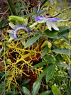 Passiflora caerulea climbing plant with exotic blue and white flower in full bloom for sale at TOMs FLOWer CLUB.