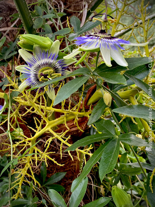 Passiflora caerulea climbing plant with exotic blue and white flower in full bloom for sale at TOMs FLOWer CLUB.