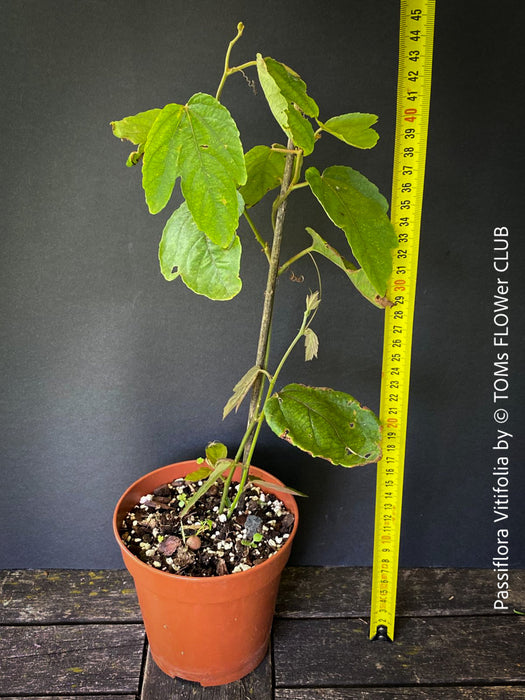 Passiflora Vitifolia, crimson passionflower, red passionflower,  Passionsblume, organically grown tropical plants for sale at TOMs FLOWer CLUB.