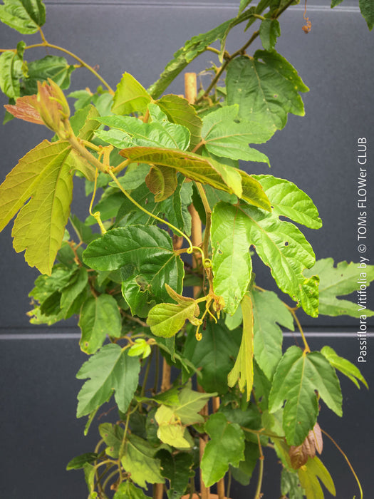 Passiflora Vitifolia, crimson passionflower, red passionflower,  Passionsblume, organically grown tropical plants for sale at TOMs FLOWer CLUB.
