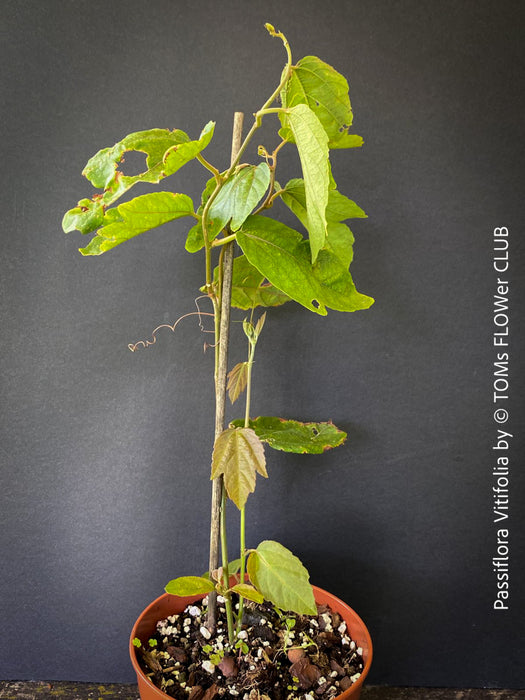 Passiflora Vitifolia, crimson passionflower, red passionflower,  Passionsblume, organically grown tropical plants for sale at TOMs FLOWer CLUB.