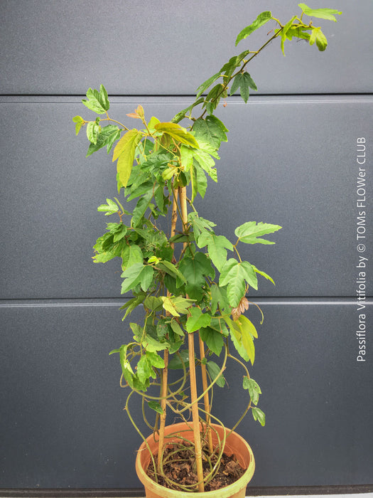 Passiflora Vitifolia, crimson passionflower, red passionflower,  Passionsblume, organically grown tropical plants for sale at TOMs FLOWer CLUB.
