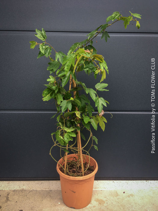 Passiflora Vitifolia, crimson passionflower, red passionflower,  Passionsblume, organically grown tropical plants for sale at TOMs FLOWer CLUB.