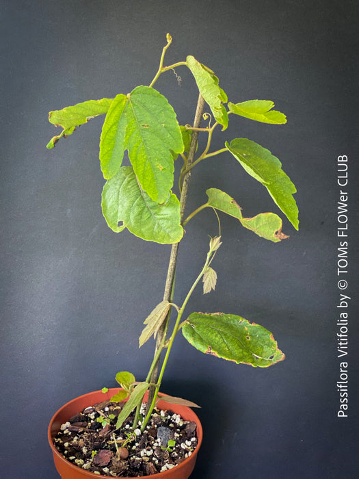 Passiflora Vitifolia, crimson passionflower, red passionflower,  Passionsblume, organically grown tropical plants for sale at TOMs FLOWer CLUB.