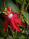 Passiflora Vitifolia, crimson passionflower, red passionflower,  Passionsblume, organically grown tropical plants for sale at TOMs FLOWer CLUB.