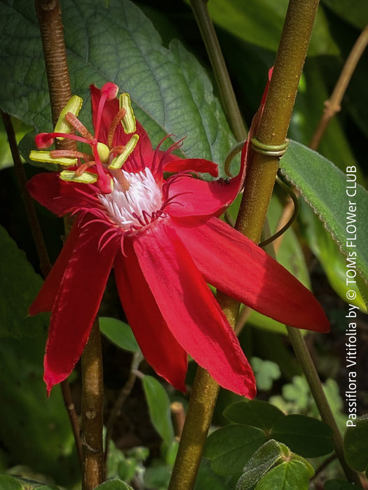 Passiflora Vitifolia, crimson passionflower, red passionflower,  Passionsblume, organically grown tropical plants for sale at TOMs FLOWer CLUB.