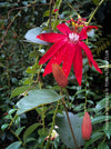 Passiflora Vitifolia, crimson passionflower, red passionflower,  Passionsblume, organically grown tropical plants for sale at TOMs FLOWer CLUB.