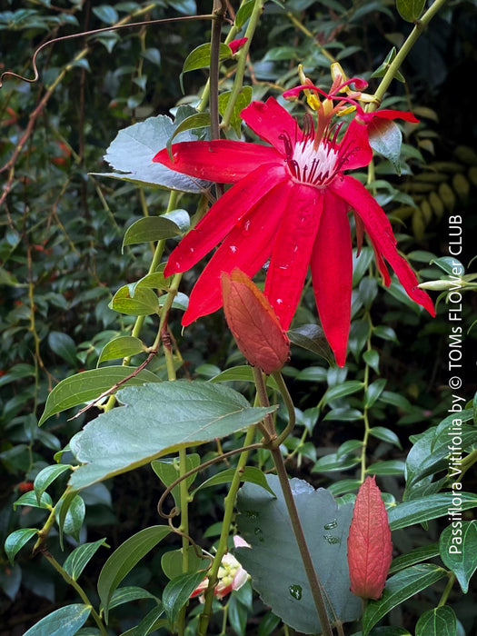 Passiflora Vitifolia, crimson passionflower, red passionflower,  Passionsblume, organically grown tropical plants for sale at TOMs FLOWer CLUB.