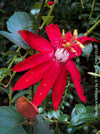 Passiflora Vitifolia, crimson passionflower, red passionflower,  Passionsblume, organically grown tropical plants for sale at TOMs FLOWer CLUB.