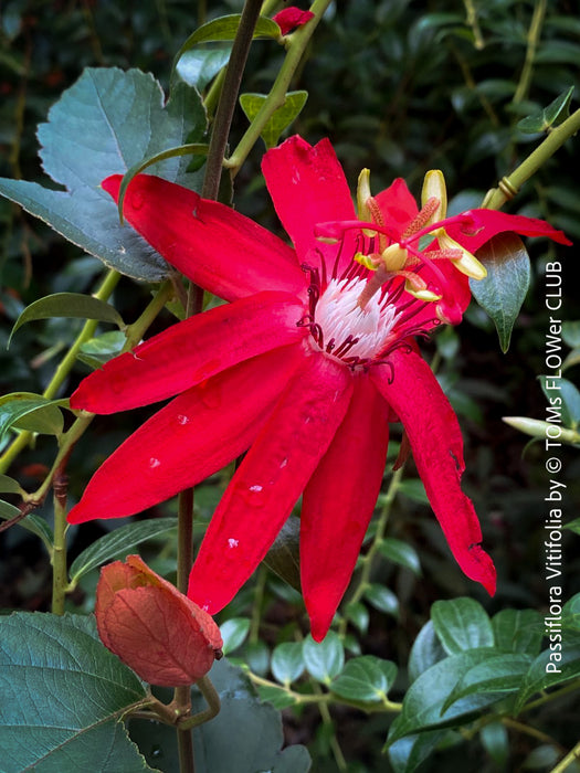 Passiflora Vitifolia, crimson passionflower, red passionflower,  Passionsblume, organically grown tropical plants for sale at TOMs FLOWer CLUB.