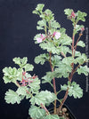 Pelargonium abrotanifolium with finely divided aromatic foliage cultivated at TOMs FLOWer CLUB
